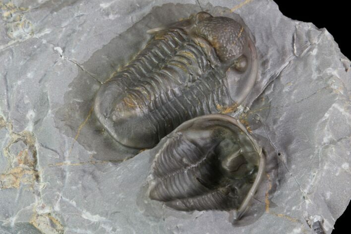 Two Nice Proetid Trilobites (One Ventral) - Jorf, Morocco #89286